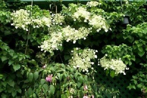 50 White Climbing Hydrangea Seeds - Seed World