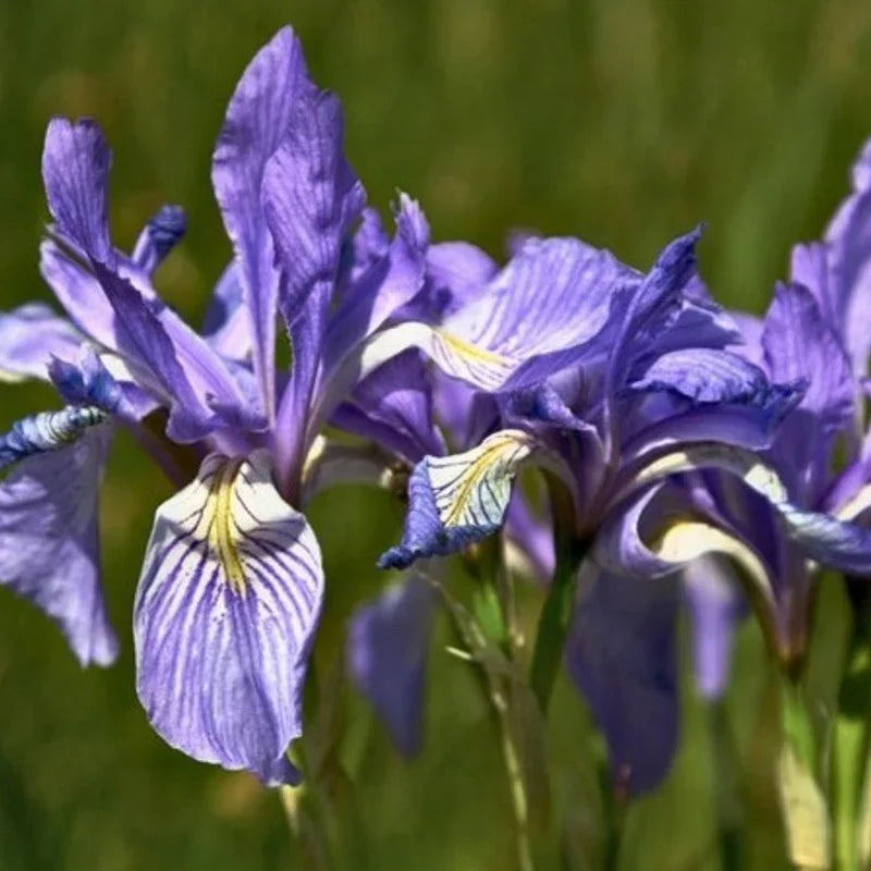 50 Wild Blue Iris Flower Seeds - Seed World