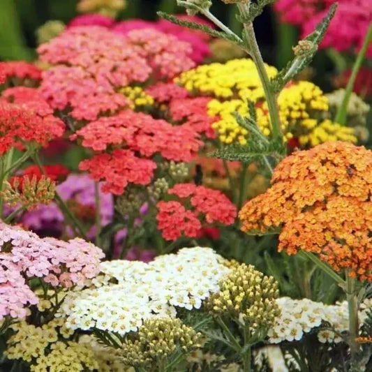 50 Yarrow Seeds - Colorado Mix - Seed World