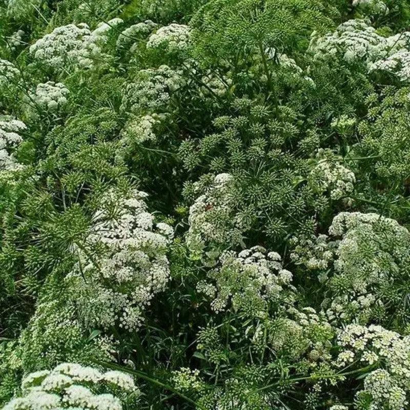 500 False Queen Anne's Lace Seeds - Seed World