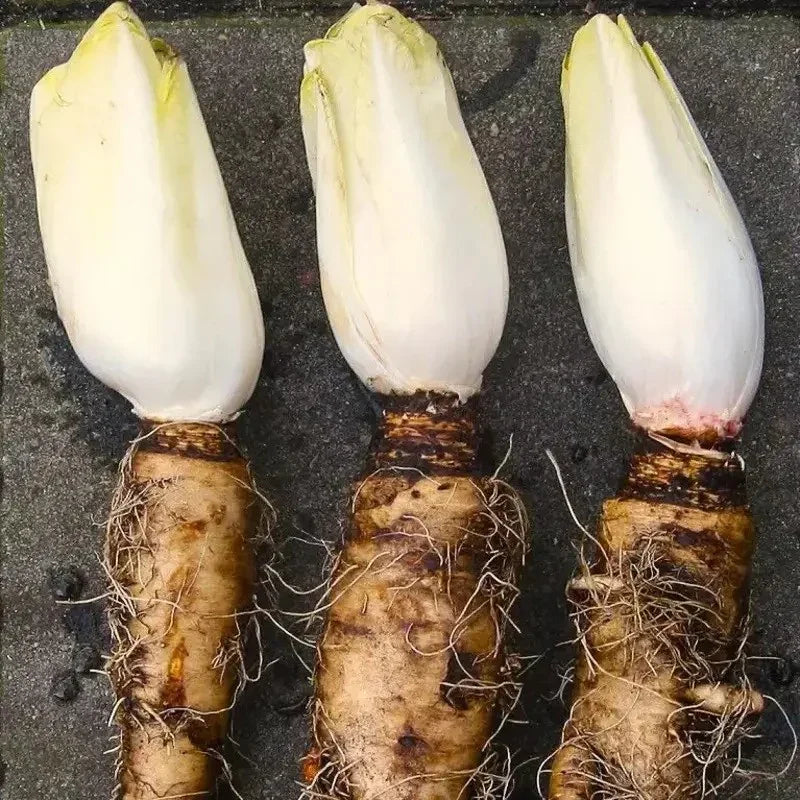 500 Organic Belgian Endive Seeds - Seed World