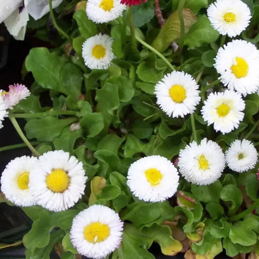 500 White English Daisy - Bellis Perennis Seeds - Seed World