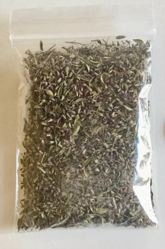 5000 Creeping Elfin Thyme Seeds - Seed World