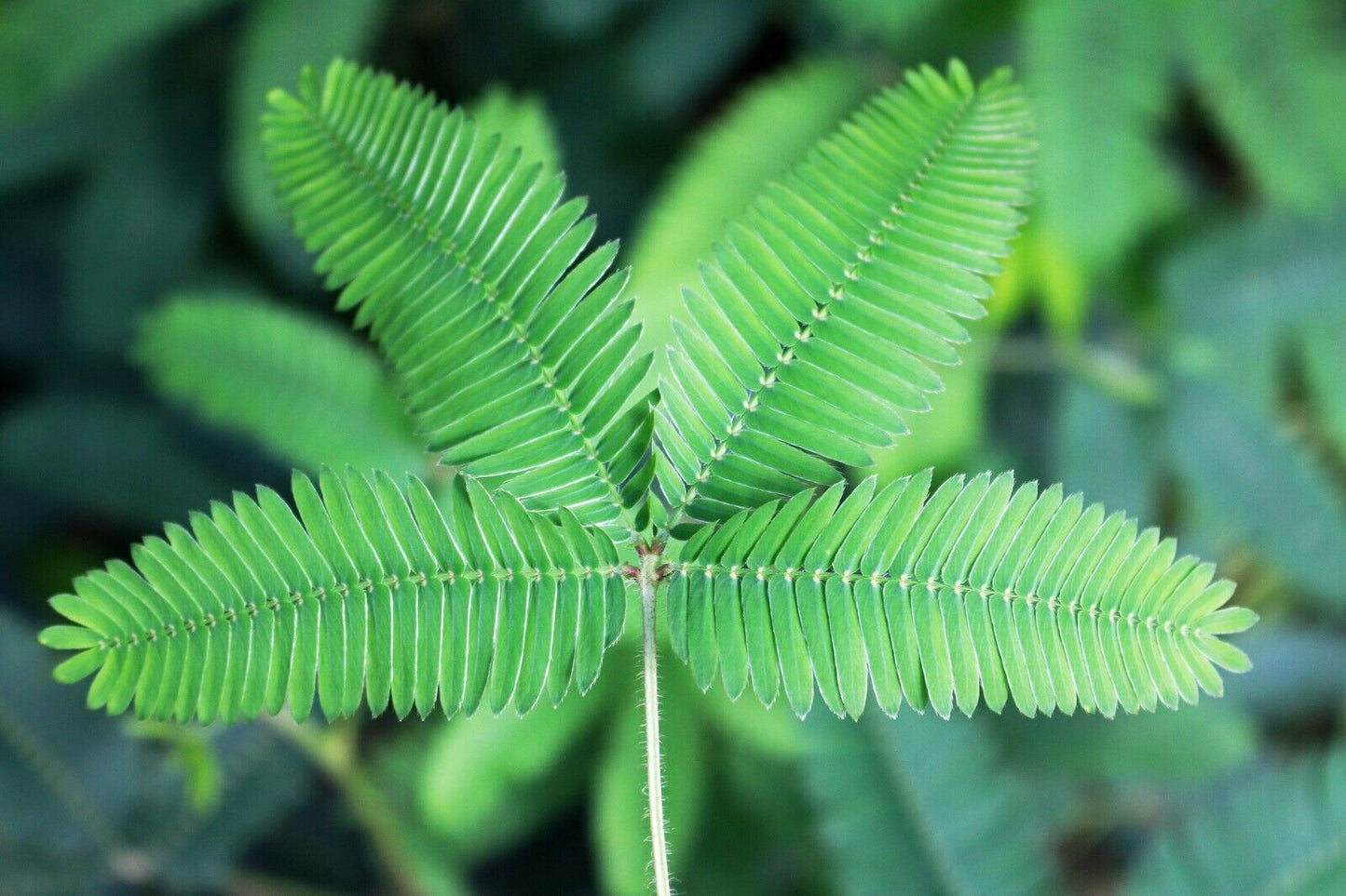 50 Mimosa Pudica - Sensitive Plant Seeds