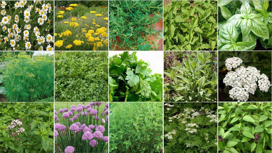 5500 Herb Seeds Collection kit (15 Different) - Seed World