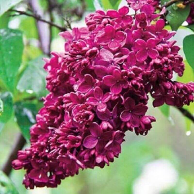 25 Lilac Tree Seeds