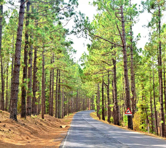 60 Ponderosa Pine - Pinus Ponderosa Seeds - Seed World