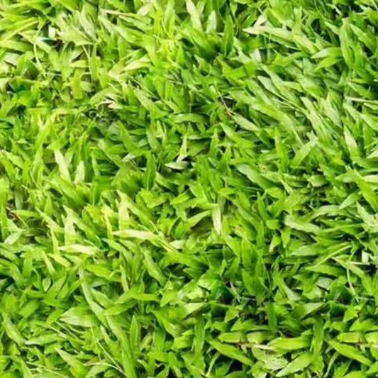 6000 - 8000 Centipede Grass Seeds - Starter Pack - Seed World