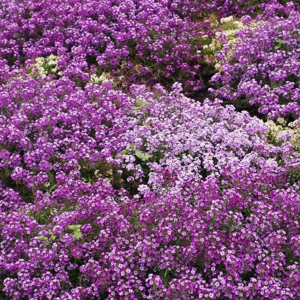 675 Alyssum - Royal Carpet Purple Flower Seeds - Seed World