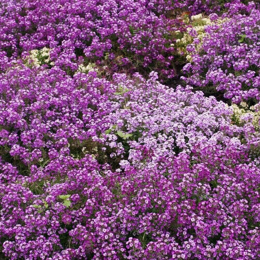 675 Alyssum - Royal Carpet Purple Flower Seeds - Seed World
