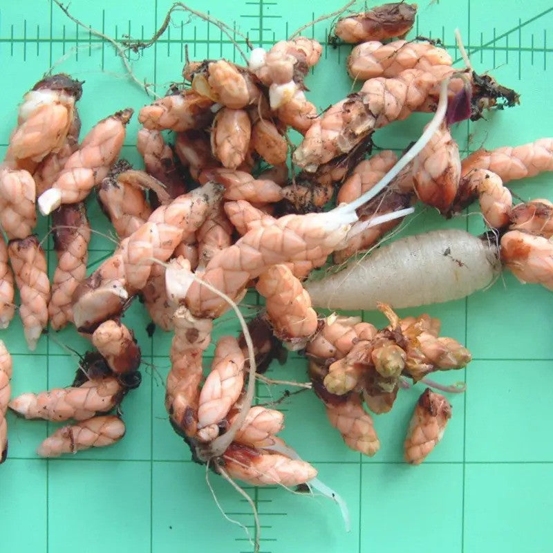 7 Oxalis Triangularis Bulbs – Purple Shamrock - Seed World