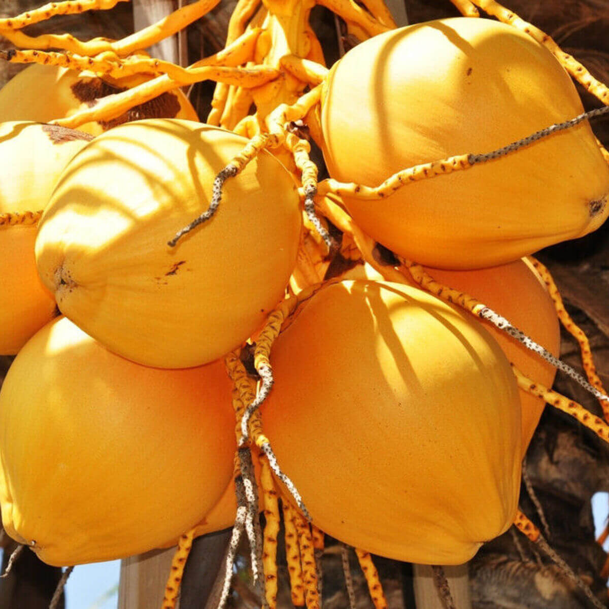1 Live Yellow Coconut Seed