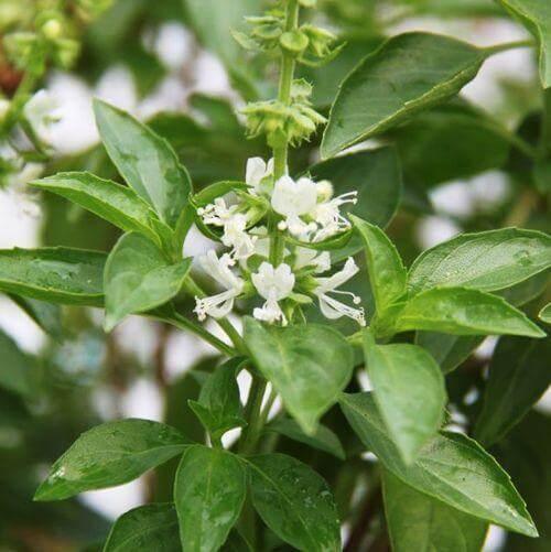 750 Genovese Basil Seeds - Seed World
