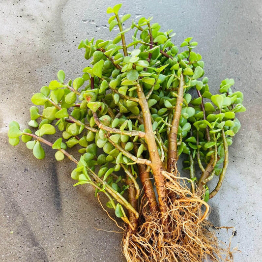 8" Elephant Bush - Jade Portucalaria Affra - 4 Pcs Live Plant - Seed World