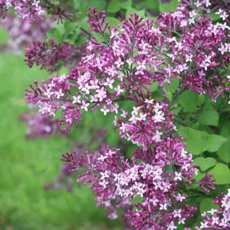 25 Lilac Tree Seeds
