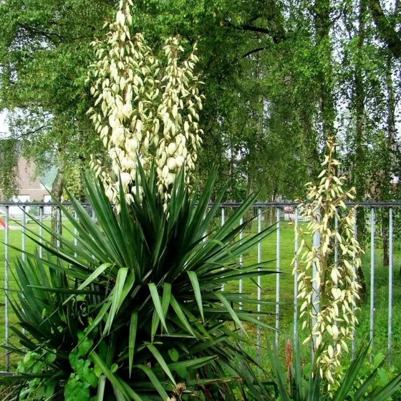 30 Adams Needle Yucca Seeds