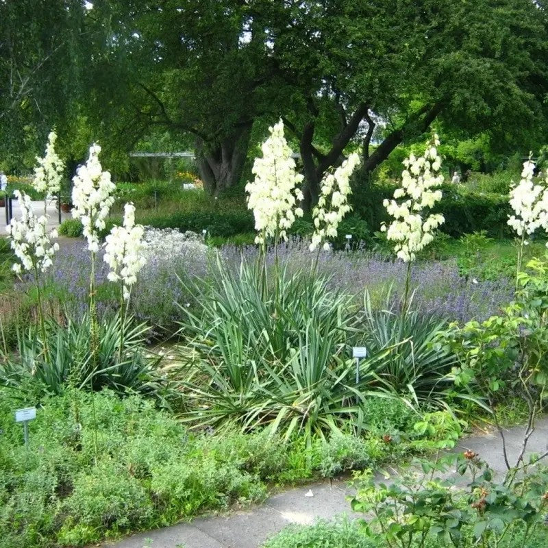 30 Adams Needle Yucca Seeds