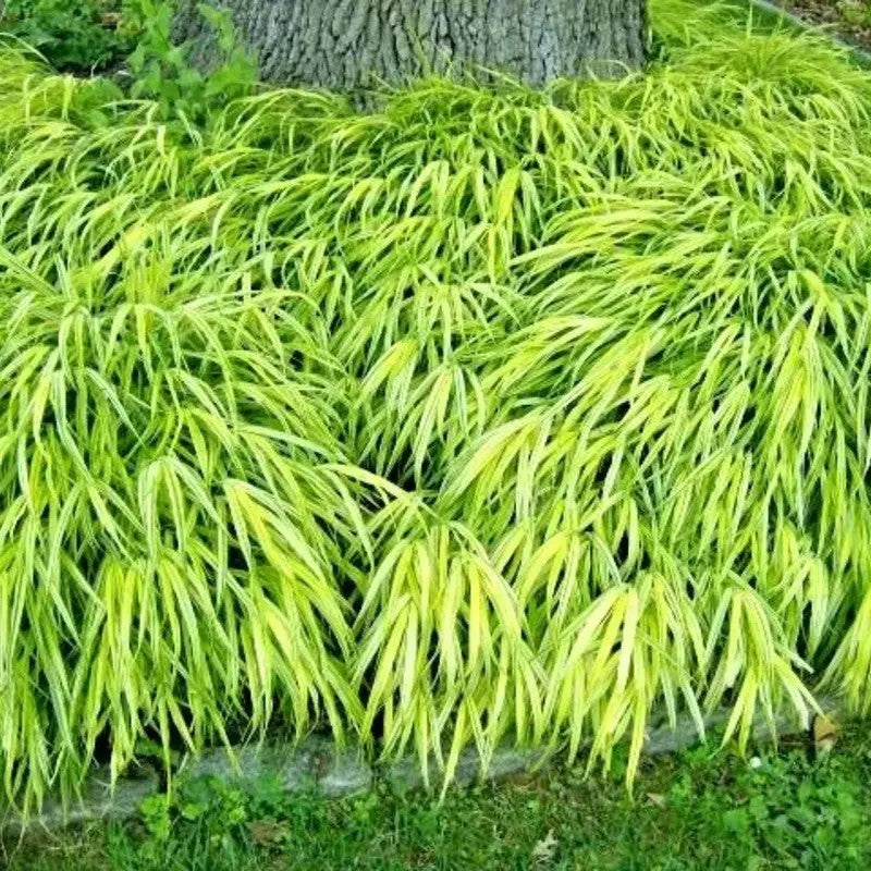 All Gold Japanese Forest Grass forming a dense, cascading ground cover at the base of a tree