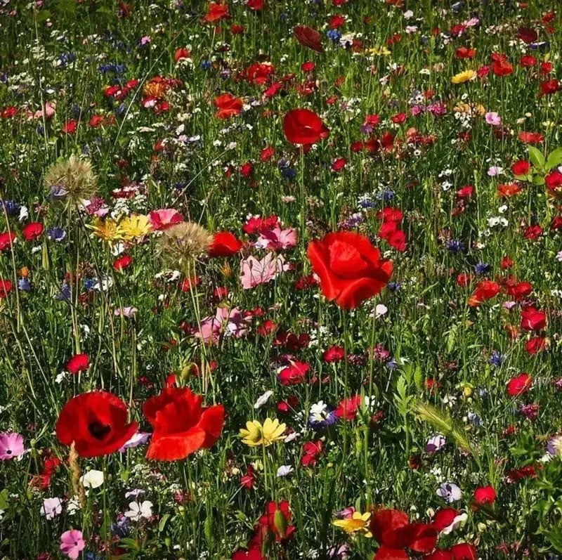 1000 All Perennial Wild Flower Mix Seeds