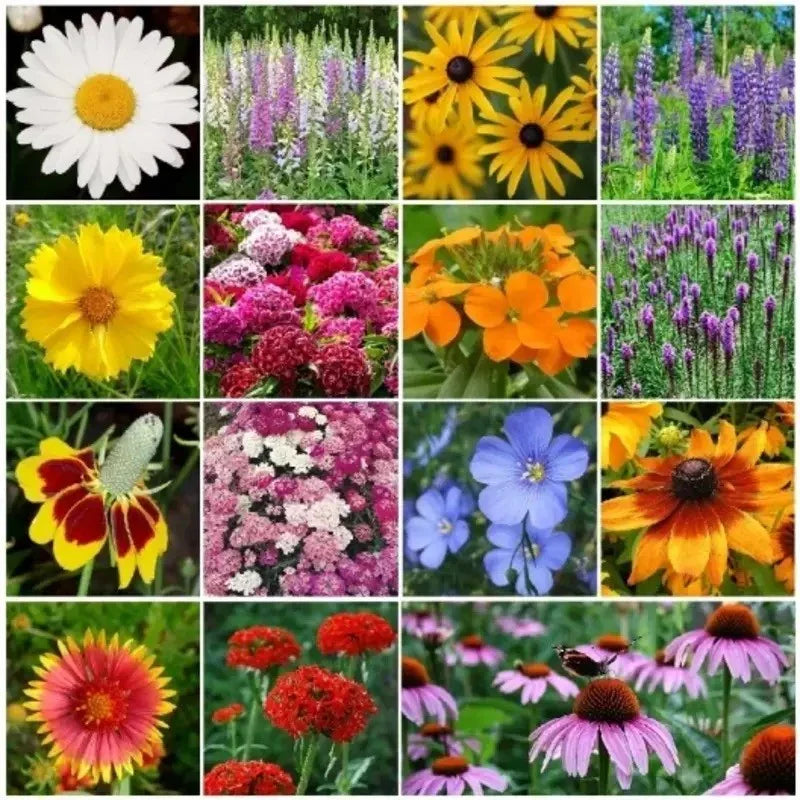 Collage of various flowers including daisies, sunflowers, and others.