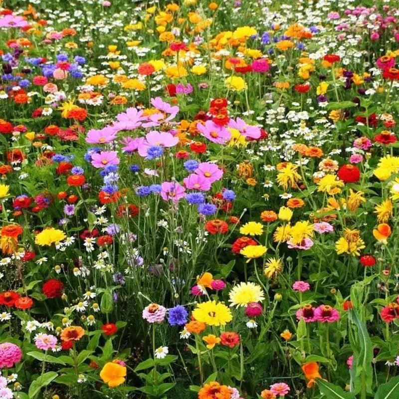 Multicolored flowers in a field