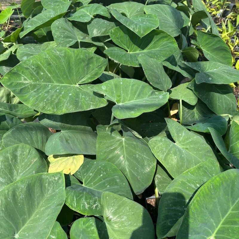 Close-up of large green leaves with a blurred background