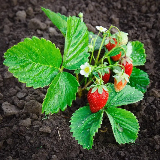 100 Alpine Strawberry Seeds