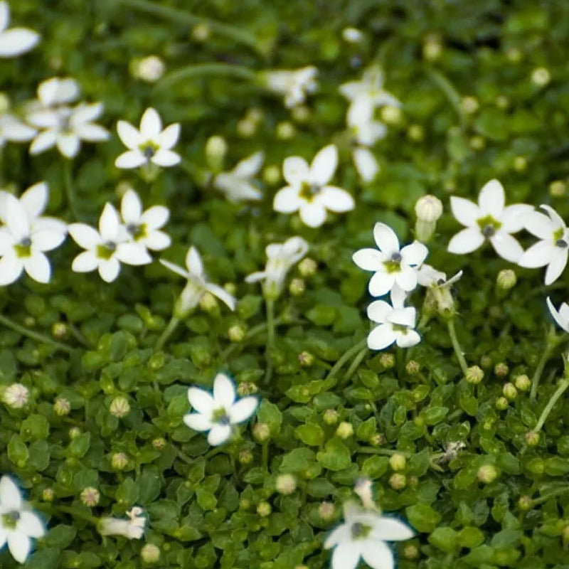 White Star Creeper Live Plant – Groundcover