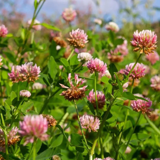 Pink clover flowers in a field with green leaves and a blurred background