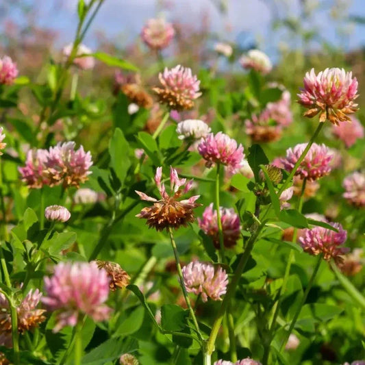 Pink clover flowers in a field with green leaves and a blurred background