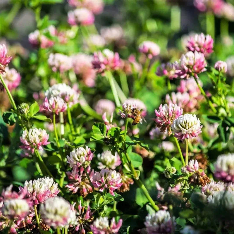 Close-up of pink and white clover flowers with a bee on a blurred green background