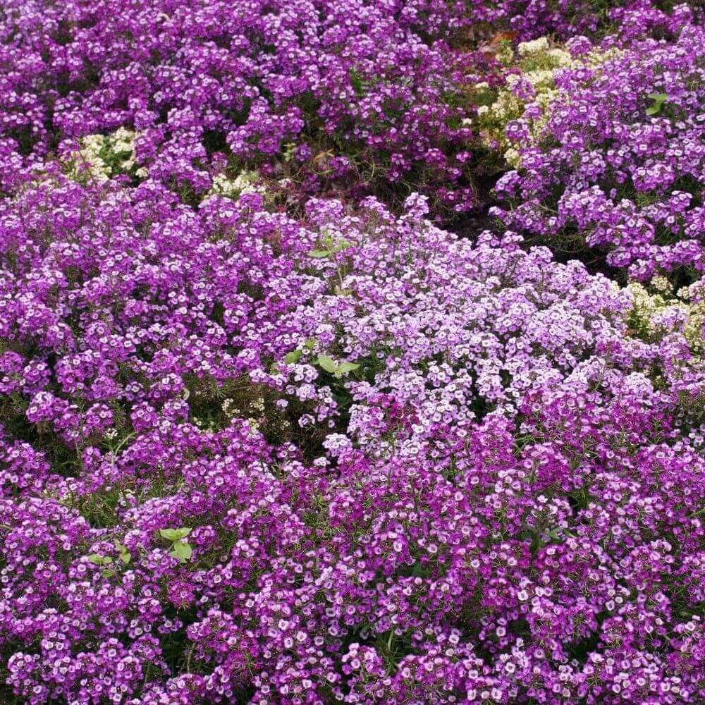 675 Alyssum - Royal Carpet Purple Flower Seeds