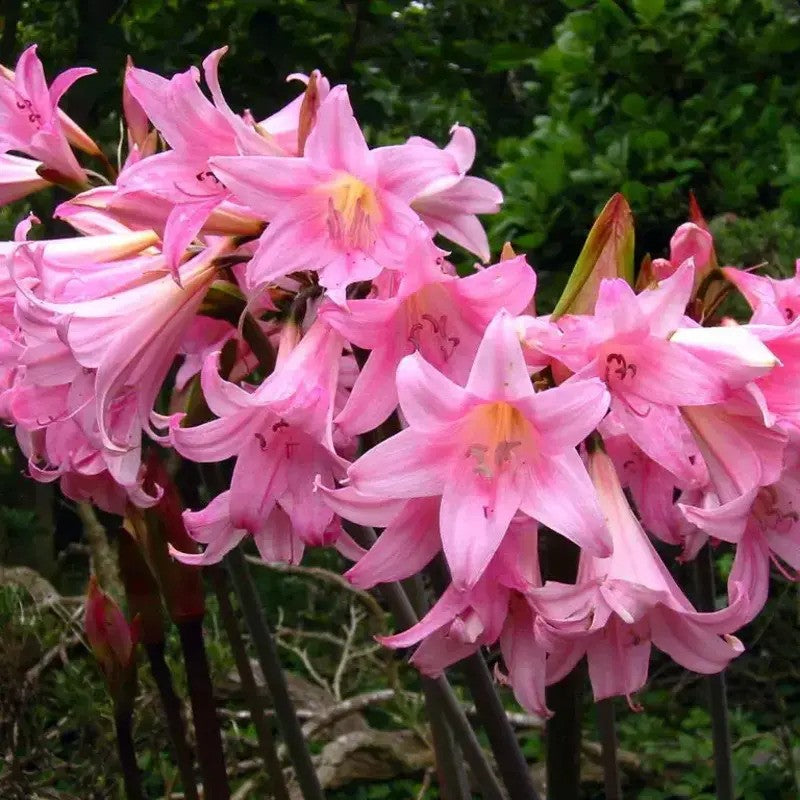 Amaryllis Belladonna Pink Naked Ladies bulbs blooming with clusters of trumpet-shaped flowers