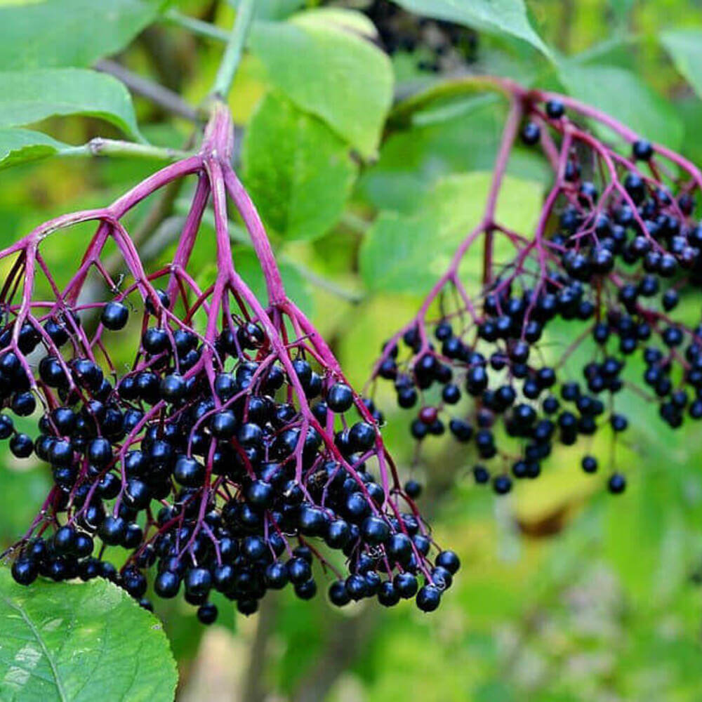 100 American Elderberry Seeds