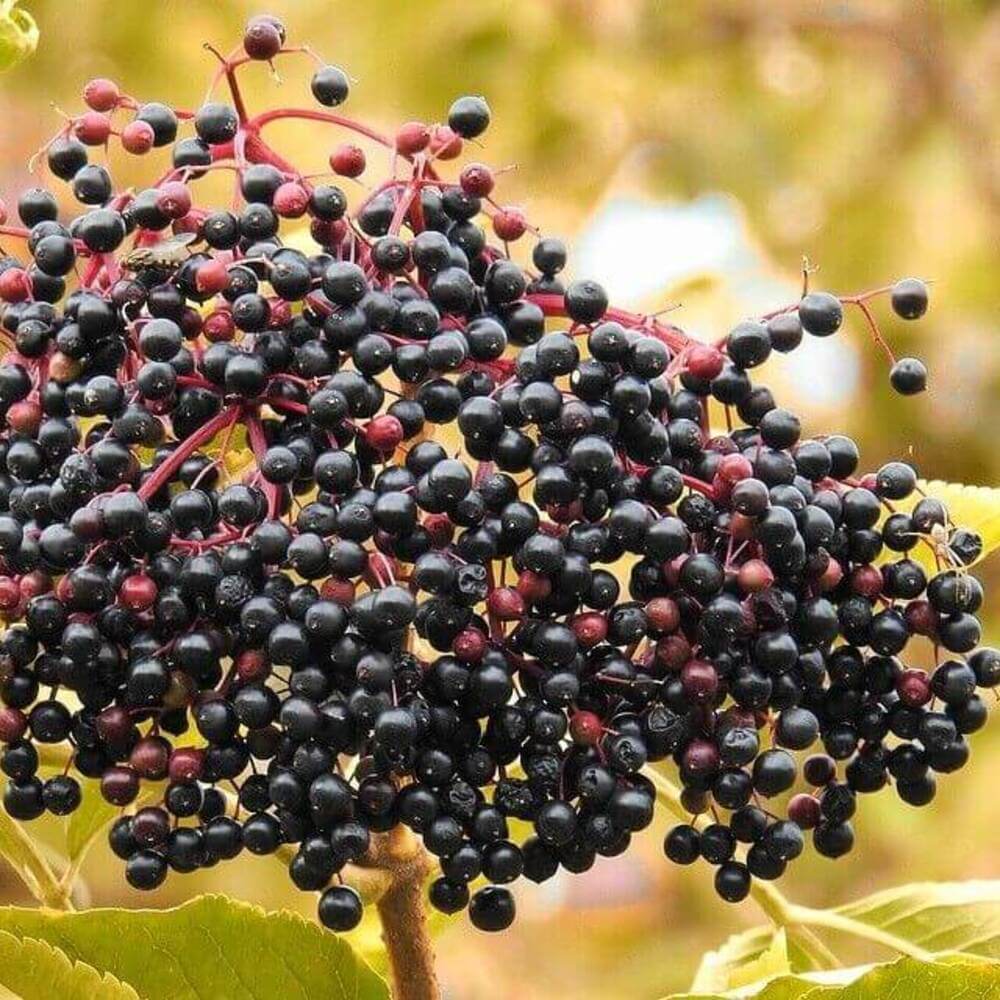 100 American Elderberry Seeds