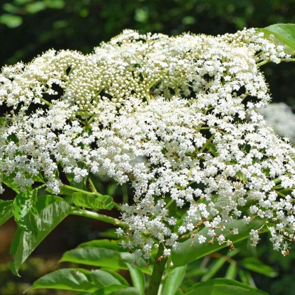 100 American Elderberry Seeds