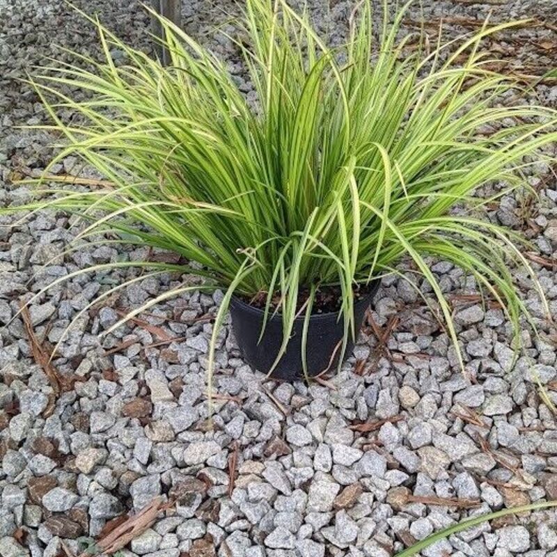 35 American Sweet Flag Grass Seeds