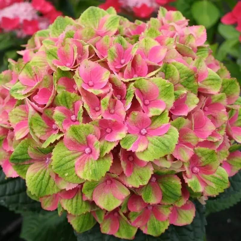 5 Hydrangea Seeds β Garden-Ready Perennial Beauty