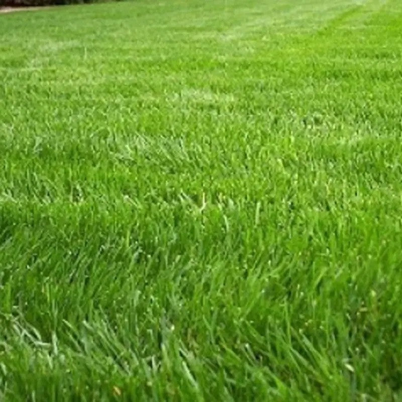 Lush green lawn grown from Annual Rye Grass Seed