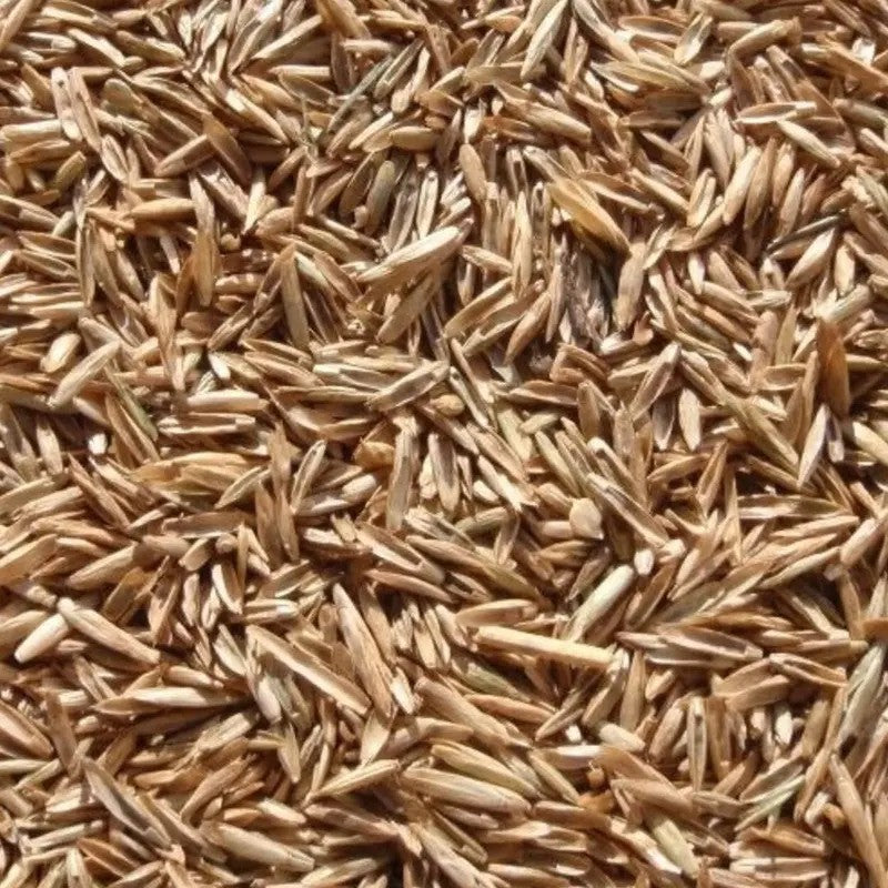 Close-up of Annual Rye Grass seeds for planting