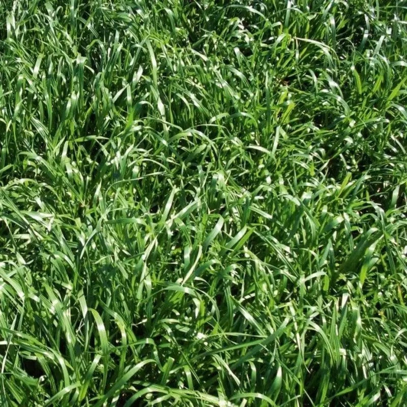 Thick healthy growth of Annual Rye Grass in field