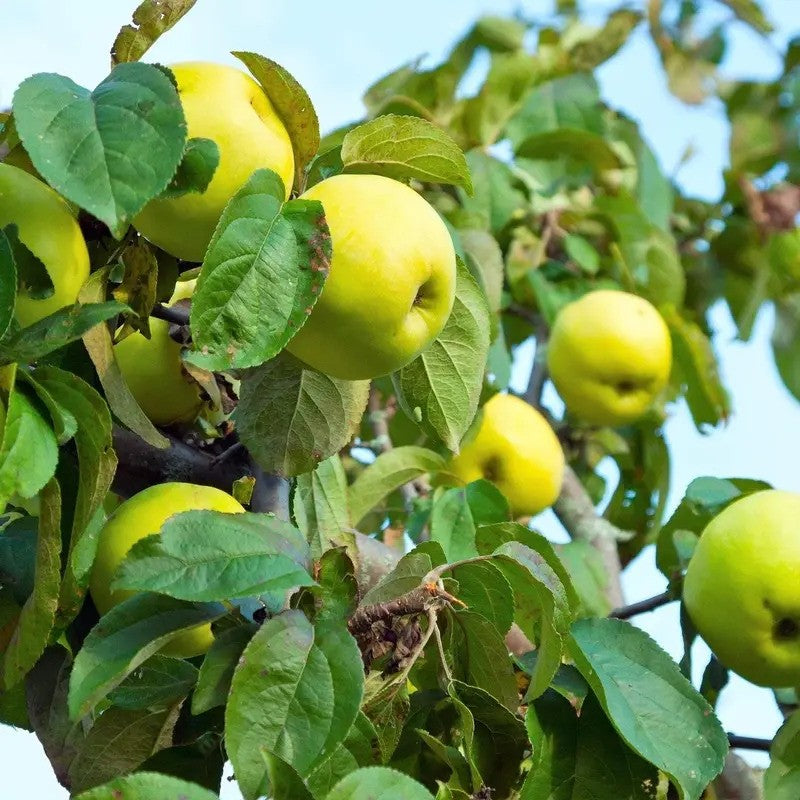 10 Antonovka Apple Seeds