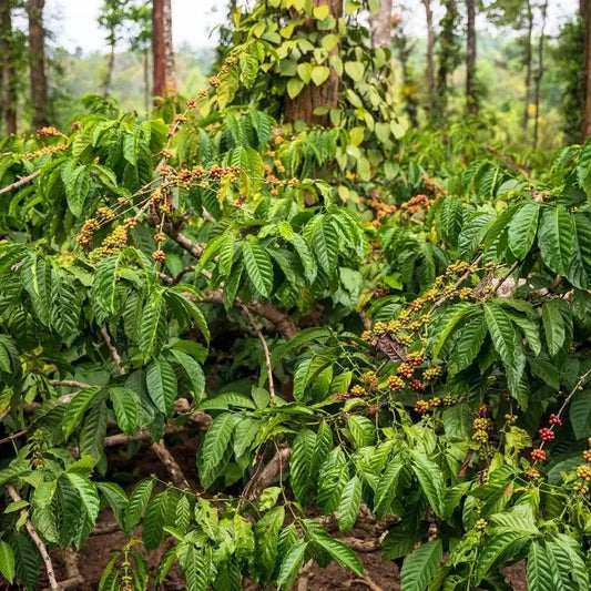 Coffee tree with green leaves and small red berries in a forest setting