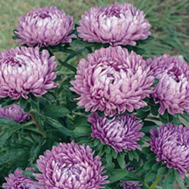 50 Aster - Callistephus Dwarf Milady Seeds