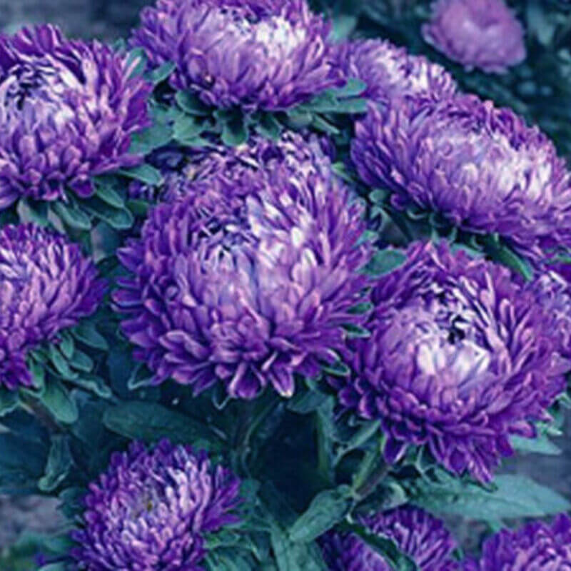 50 Aster - Callistephus Dwarf Milady Seeds