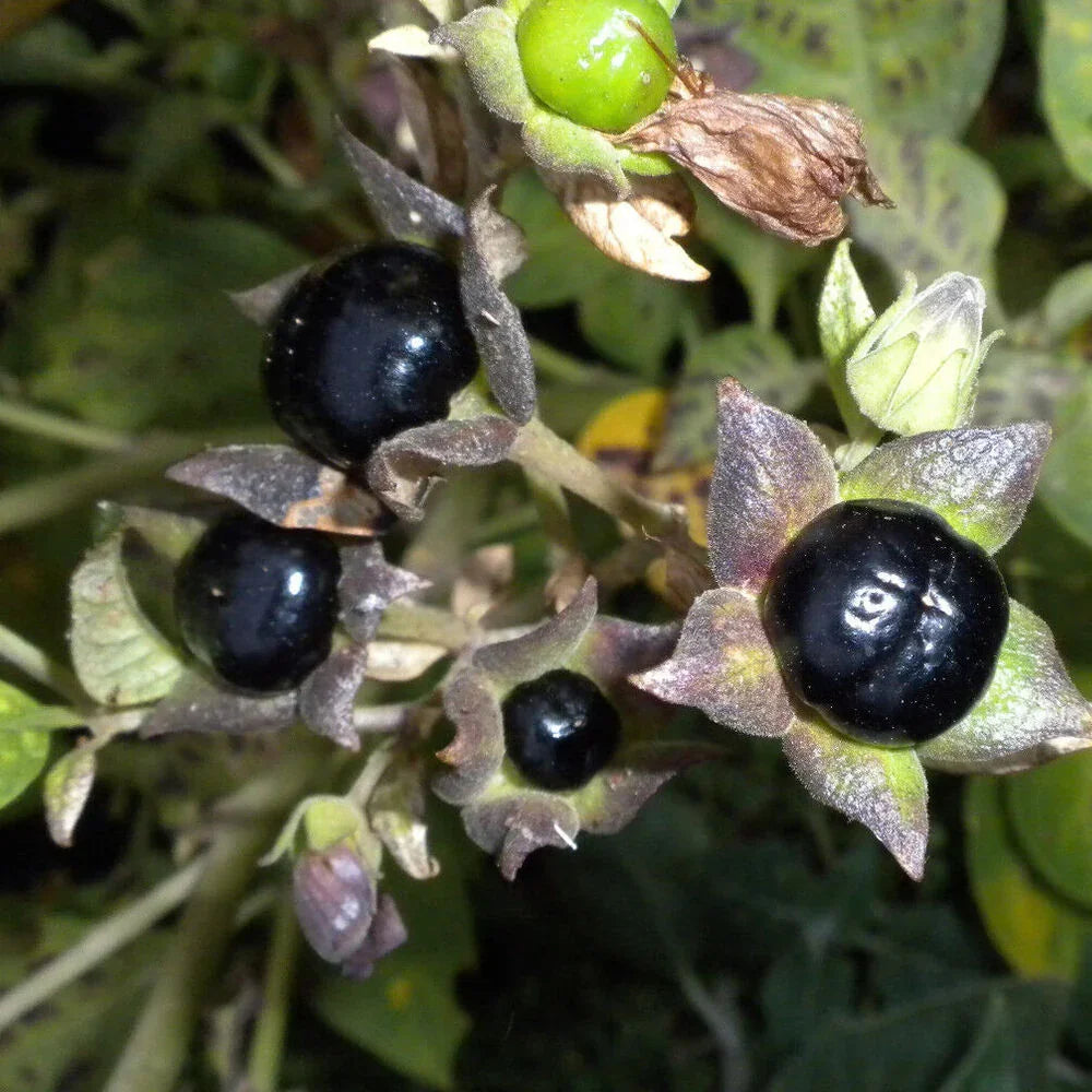 A cluster of Atropa Belladonna seeds, also known as Deadly Nightshade, with dark purple fruits and green foliage.