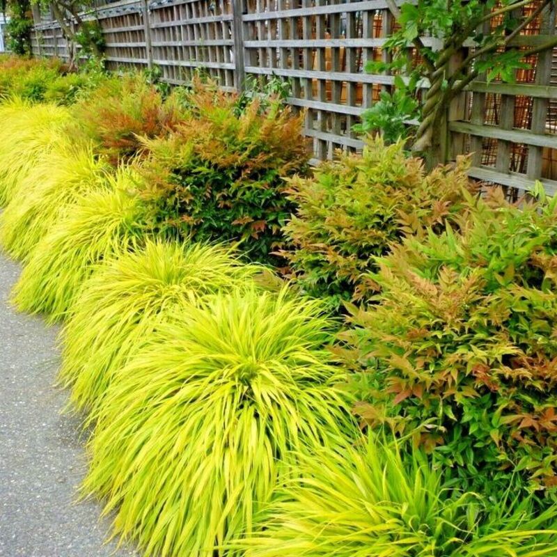 Row of golden Japanese Forest Grass used as colorful border along a garden path