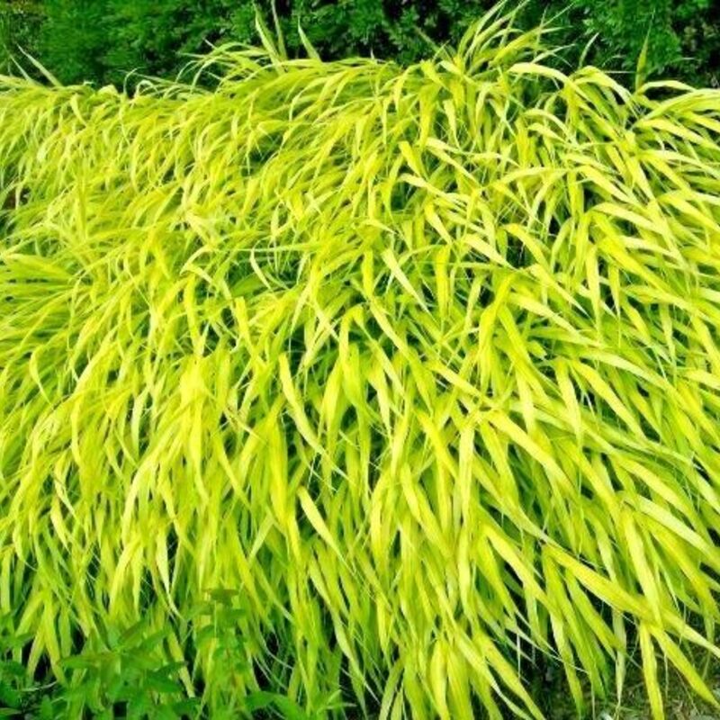 Flowing mound of Hakonechloa macra All Gold ornamental grass in garden landscape