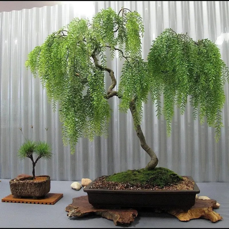 A live Dwarf Australian Weeping Willow Bonsai Tree with lush, cascading branches in a pot, displayed indoors with a small decorative tree in the background.