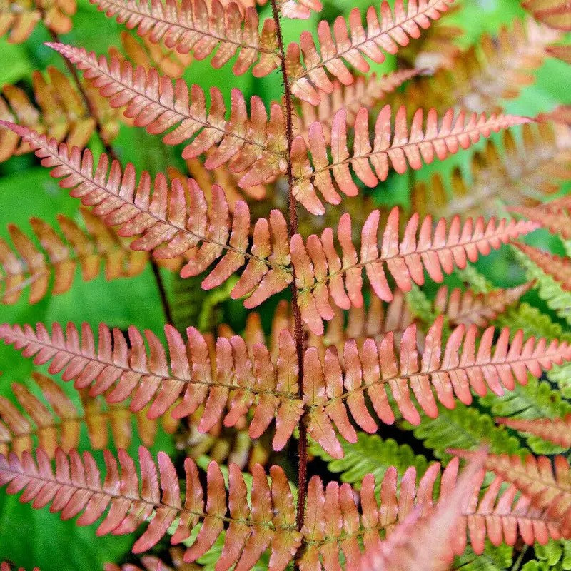 1000 Autumn Fern Spores Seeds